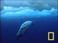 Leopard Seal vs Penguin Leopard Seal vs Penguin