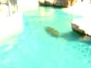 Leopard seals swim at Atlantis Aquarium