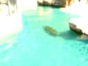 Leopard seals swim at Atlantis Aquarium Leopard seals swim at Atlantis Aquarium