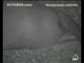 Mediterranean Monk Seal Parturition Mediterranean Monk Seal Parturition
