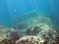 Mediterranean Monk Seal Underwater