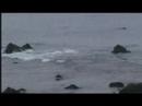 Mysteries of Marine Biology Northern Elephant Seal Mysteries of Marine Biology Northern Elephant Seal