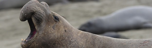 Northern Elephant Seal