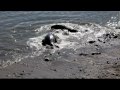 Northern elephant seal bulls exchanging blows