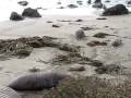 Northern Elephant Seals at Piedras Blancas California Northern Elephant Seals at Piedras Blancas California