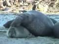 Northern Elephant Seals at Point Reyes Northern Elephant Seals at Point Reyes