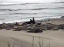 Northern Elephant Seals Fighting