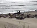 Northern Elephant Seals Fighting Northern Elephant Seals Fighting
