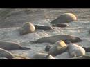 Northern Elephant Seals Resting Northern Elephant Seals Resting