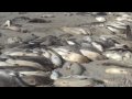 Northern Elephant Seals Ritual