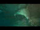 Scuba Diving Hawaii-Hawaiian Monk Seal Scuba Diving Hawaii-Hawaiian Monk Seal