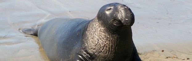 Seal Information