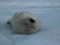Sleeping Baby Harp Seal