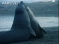 Southern Elephant Seal - Mirounga leonina Southern Elephant Seal - Mirounga leonina
