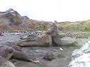 Southern Elephant Seal Bulls Fighting Southern Elephant Seal Bulls Fighting