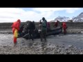 Southern Elephant Seals Fighting Southern Elephant Seals Fighting