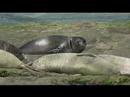 Southern Elephant Seals Punta Delgada Argentina