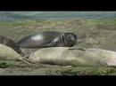 Southern Elephant Seals Punta Delgada Argentina Southern Elephant Seals Punta Delgada Argentina