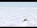 The Life of a Baby Harp Seal