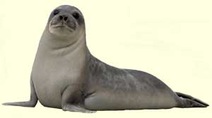 top seal facts
