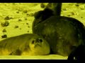 Weddell Seal - Leptonychotes Weddelli