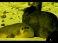 Weddell Seal - Leptonychotes Weddelli Weddell Seal - Leptonychotes Weddelli