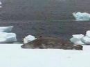Weddell seal and Adelie Penguins Brown Bluff Antarctica Weddell seal and Adelie Penguins Brown Bluff Antarctica