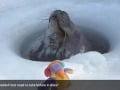 Weddell Seal Breather