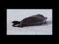 Weddell Seal Giving Birth and their Weird Vocalizations