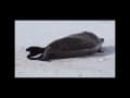 Weddell Seal Giving Birth and their Weird Vocalizations Weddell Seal Giving Birth and their Weird Vocalizations