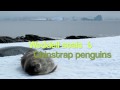Weddell Seals and Chinstrap Penguins Eye each Other Weddell Seals and Chinstrap Penguins Eye each Other
