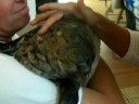 Week old baby Harbour Seal Rescue Week old baby Harbour Seal Rescue