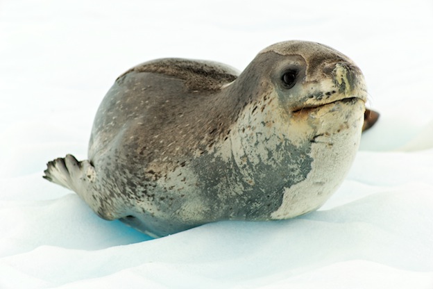 Leopard seal in Antarctica