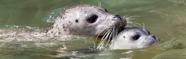 Seal Conservation