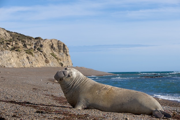 Where do Seals Live?
