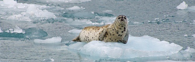 Seal Habitat