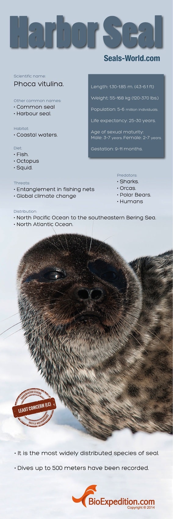 Harbor_Seal copia