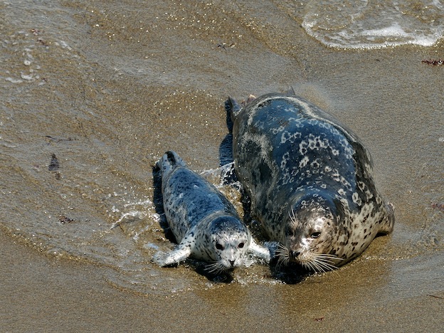 Hábitos reproductivos de las focas.