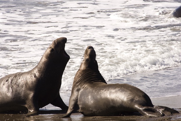 Facts about Northern Elephant Seal.