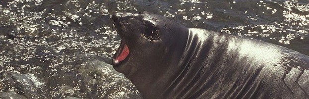 Seals in Culture