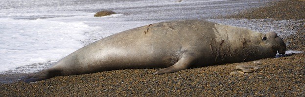 Elefante Marino del Sur