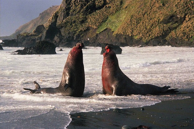 Descripción del Elefante Marino del Sur.