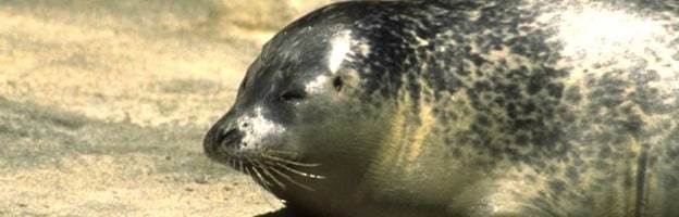 Seals Endangered