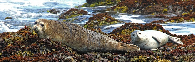 Esfuerzos de Conservación Para las Focas