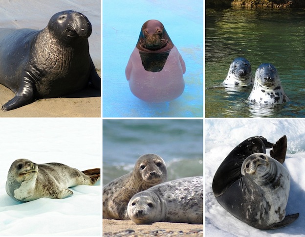 Foca Tipos Y Caracteristicas Bioenciclopedia Mamiferos Marinos Images