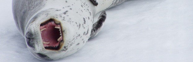 Harp seal tongue