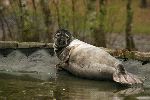 linda_foca_en_cautiverio_150