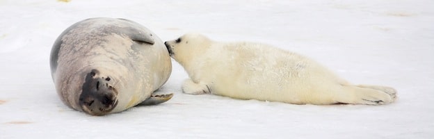 Seal Reproduction